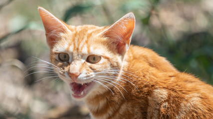 Fototapeta na wymiar A vicious little orange cat