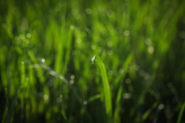 closeup of grass and dew