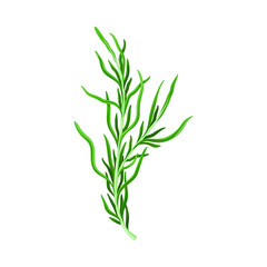 Fototapeta na wymiar Dark Green Hijiki Seaweed or Sargassum as Sea Vegetable Vector Illustration