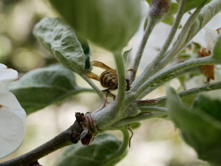 The wasp collects nectar in white apple blossoms on a sunny spring day. Pollination of fruit trees in the apple orchard.