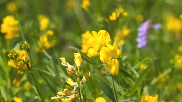 Wild yellow flowers of Meadow pee or Meadow vetchling are swayed by a light breeze. Lathyrus pratensis Selective focus
