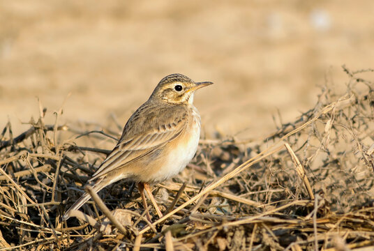 The paddyfield pipit or Oriental pipit is a small passerine bird in the pipit and wagtail family