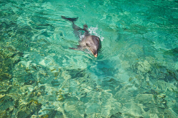 Beautiful dolphin smiling in blue swimming pool water on clear sunny day.