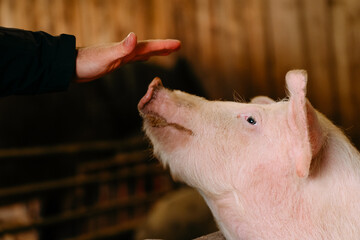 Hand touching pig in a farm