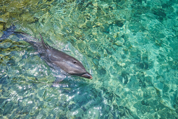 Beautiful dolphin smiling in blue swimming pool water on clear sunny day.