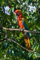 Portrait of Ara arakanga costa rica