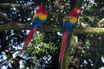 Portrait of Ara arakanga costa rica