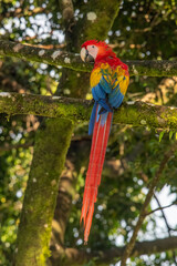 Portrait of Ara arakanga costa rica