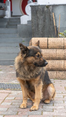 Close-up of a brown dog