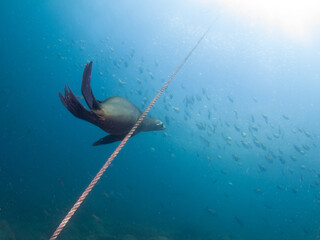 California sea lion playing with an anchor rope (La Paz, Baja California Sur, Mexico)