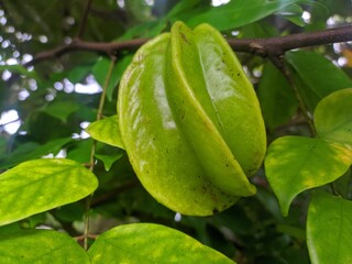 sweet star fruit