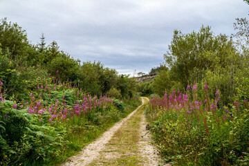 Fototapeta na wymiar Path at Bonny Glen in County Donegal - Ireland.