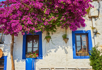 Flower pots on wall of narrow streets of Bodrum with white houses in Greek style Bodrum.