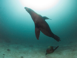 California sea lions swimming (La Paz, Baja California Sur, Mexico)