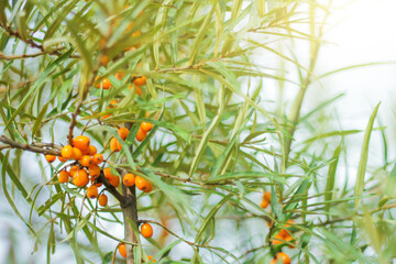 Branch of ripe sea buckthorn with berries in a garden.