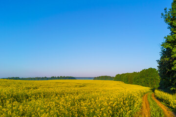 Rapeseed field against the blue sky