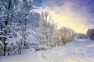 Beautiful winter landscape, snow-covered trees covered with hoarfrost against the background of sunlight and blue sky. Mountain landscape.