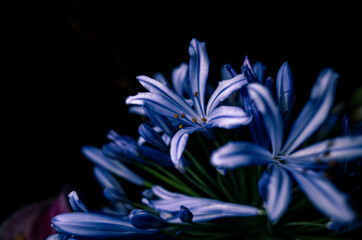 Close up of a agapanthus flower
