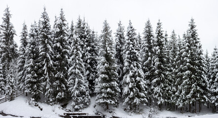 Beautiful winter landscape. Dense mountain forest with tall dark green spruce trees covered with...