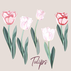 Collection of vector hand drawn tulips in watercolor style