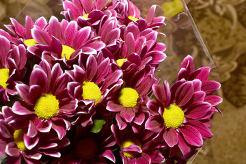 Beautiful bouquet of purple chrysanthemum flowers close up