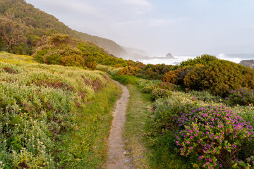 Hiking trail through flowering fynbos in the Tsitsikamma National Park, South Africa.