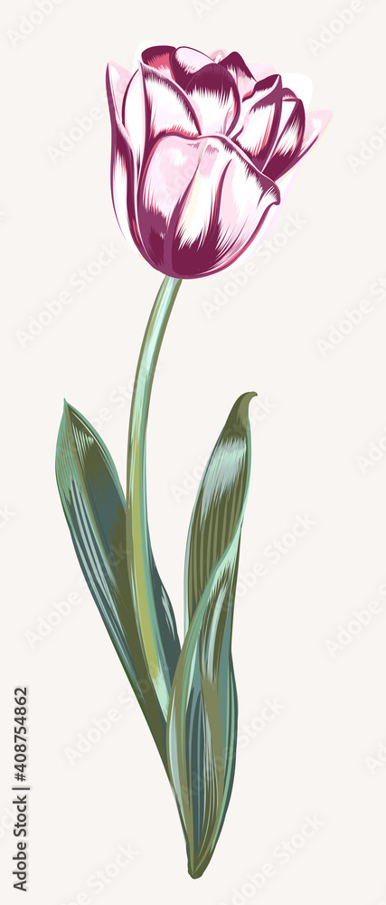 Poster Hand drawn vector tulip in realistic style