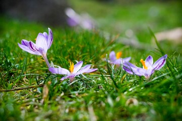 Crocus