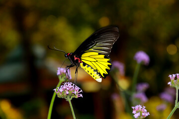 Butterfly Flower Images. Beautiful butterfly on  flowers. This photo contains a beautiful butterfly with wings sitting on  colored flowers. a nice cute and latest nature photo of flowers.