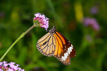 Butterfly Flower Images. Beautiful butterfly on  flowers. This photo contains a beautiful butterfly with wings sitting on  colored flowers. a nice cute and latest nature photo of flowers.