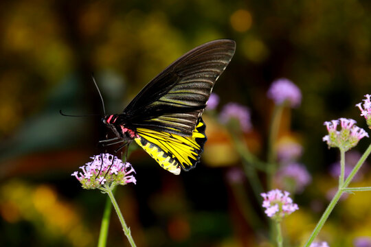 Butterfly Flower Images. Beautiful butterfly on  flowers. This photo contains a beautiful butterfly with wings sitting on  colored flowers. a nice cute and latest nature photo of flowers.