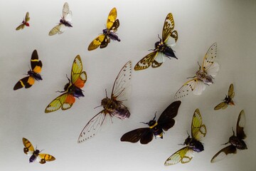 Fototapeta premium Collection