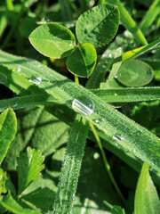 Close up of water droplets on grass