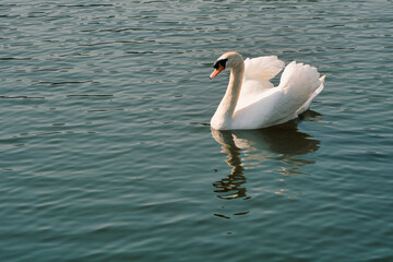 Beautiful shot of the swan on the pond in Chiang Mai Night Safari in Thailand © Panuwat Srijantawong/Wirestock