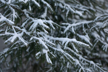 A branch of a Christmas tree in the snow. Close-up. Winter postcard