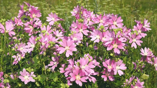 Pink wild mallow flowers in sunlight in natural environment