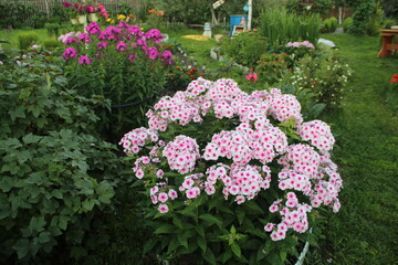 Fototapeta premium pink and white flowers