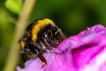 Bourdon sur une fleur