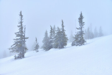 A winter landscape with silhouettes of trees standing in snowy slope in fog