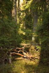 Deep spring forest with warm sunlight. Thickets with rich vegetation. Deep evergreen thicket forest nature. Fallen dry branches in the forest thicket