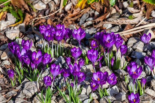 Crocus tommasinianus 'Yalta' a spring flowering bulbous plant with a purple springtime flower during February and March, stock photo image