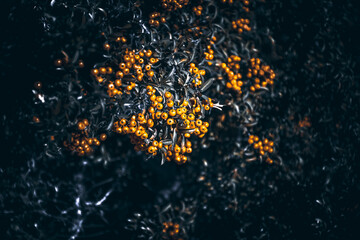 orange berries on a bush. Branch of pyracantha or firethorn plant with bright orange berries against dark green background. Berries adorn the bush all winter.