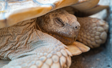 Close up shot of desert tortoise (Gopherus agassizii and Gopherus morafkai), also known as desert...