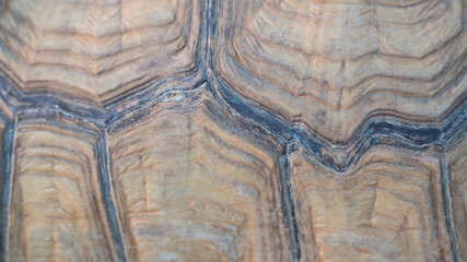 Close up shot of desert tortoise (Gopherus agassizii and Gopherus morafkai), also known as desert turtles, are two species of tortoise. desert tortoise also known as desert turtle