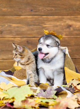 luffy Malamute puppy and tabby kitten sit. Cozy autumn concept