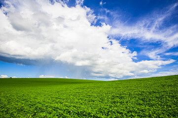 soy plantation. agriculture and development