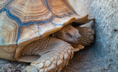 Obraz premium Close up shot of desert tortoise (Gopherus agassizii and Gopherus morafkai), also known as desert turtles, are two species of tortoise. desert tortoise also known as desert turtle