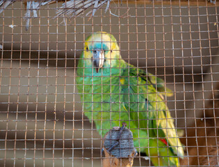 Yellow Head amazon parrot in a cage and ready for sale in Thailand