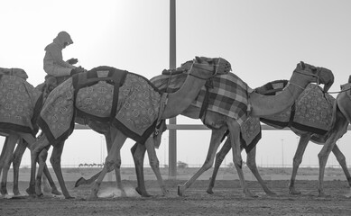 Jockeys taking the camels for walk in the race tracks.