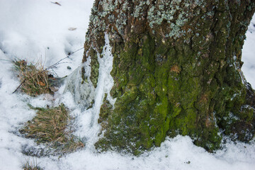 Green moss on a tree trunk in winter